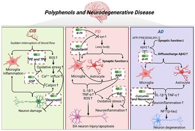 Polyphenols: Natural food grade biomolecules for treating neurodegenerative diseases from a multi-target perspective